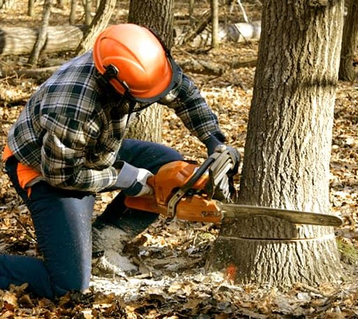 Tree Removal in Plainview, TX